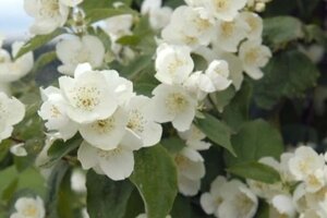 Philadelphus 'Lemoinei' 80-100 cm cont. 10L - afbeelding 3