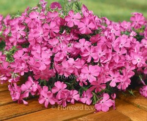 Phlox (S) 'MacDaniel's Cushion' geen maat specificatie 0,55L/P9cm - afbeelding 2