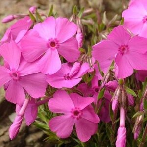 Phlox (S) 'MacDaniel's Cushion' geen maat specificatie 0,55L/P9cm - afbeelding 3