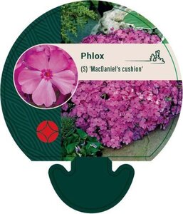 Phlox (S) 'MacDaniel's Cushion' geen maat specificatie 0,55L/P9cm - afbeelding 1