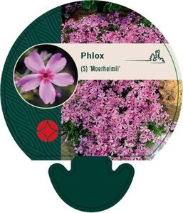 Phlox (S) 'Moerheimii' geen maat specificatie 0,55L/P9cm - afbeelding 2