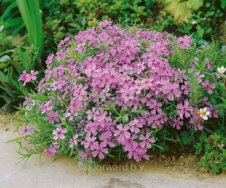 Phlox (S) 'Moerheimii' geen maat specificatie 0,55L/P9cm - afbeelding 3