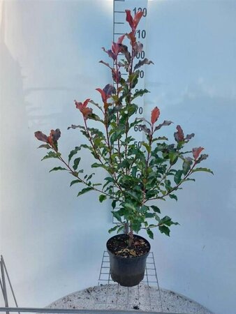 Photinia Magical Volcano 80-100 cm cont. 5,0L - afbeelding 1