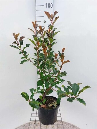 Photinia Magical Volcano 80-100 cm cont. 5,0L - afbeelding 2