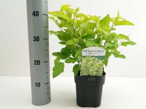 Physocarpus opulif. 'Dart's Gold' 30-40 cm cont. 2,0L - afbeelding 1