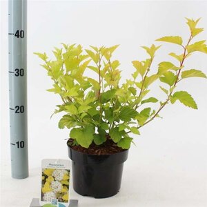 Physocarpus opulif. 'Dart's Gold' 30-40 cm cont. 2,0L - afbeelding 5