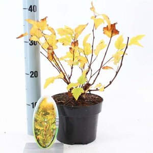 Physocarpus opulif. 'Dart's Gold' 30-40 cm cont. 2,0L - afbeelding 6