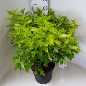 Physocarpus opulif. 'Dart's Gold' 50-60 cm cont. 10L