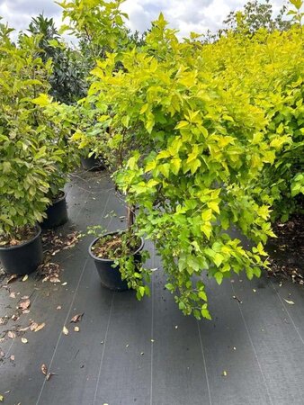 Physocarpus opulif. 'Dart's Gold' 80-100 cm cont. 20L - afbeelding 4