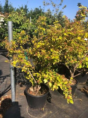 Physocarpus opulif. 'Dart's Gold' 80-100 cm cont. 20L - afbeelding 5