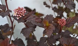 Physocarpus opulif. 'Diabolo' 30-40 cm cont. 3,0L - afbeelding 3