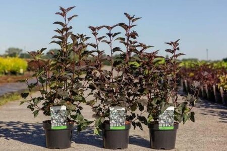 Physocarpus opulif. 'Diabolo' 30-40 cm cont. 3,0L - afbeelding 4