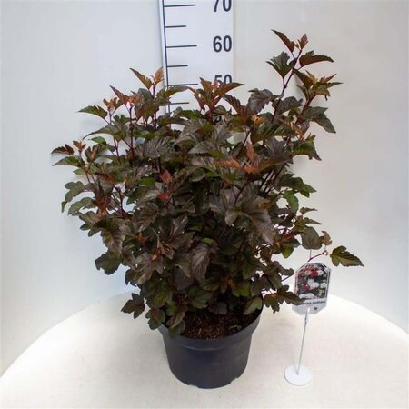 Physocarpus opulif. 'Diabolo' 50-60 cm cont. 10L