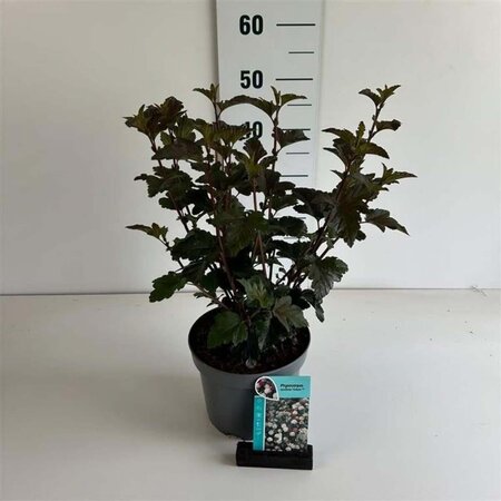 Physocarpus opulif. 'Diabolo' 50-60 cm cont. 3,5L