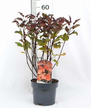 Physocarpus opulif. Diable d'Or 30-40 cm cont. 3,0L - afbeelding 2