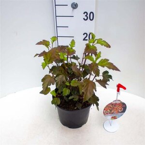 Physocarpus opulif. Diable d'Or 30-40 cm cont. 3,0L - afbeelding 1