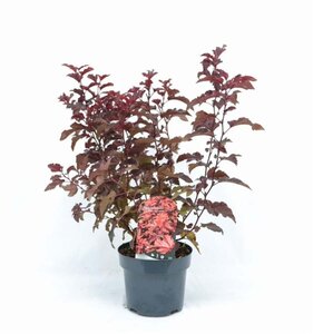 Physocarpus opulif. Little Angel 40-50 cm cont. 3,0L - afbeelding 2