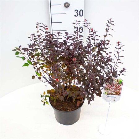 Physocarpus opulif. Little Joker 30-40 cm cont. 3,0L - afbeelding 2