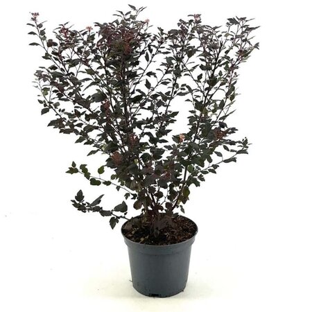 Physocarpus opulif. Little Joker 30-40 cm cont. 3,0L - afbeelding 1