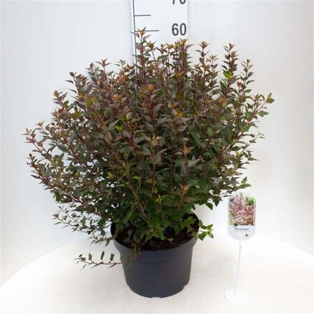 Physocarpus opulif. Little Joker 50-60 cm cont. 10L