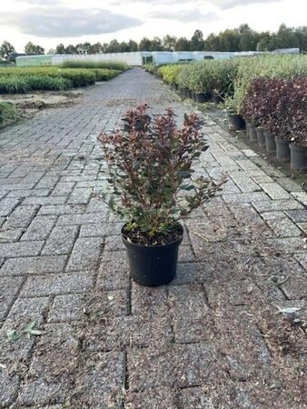 Physocarpus opulif. Little Joker 50-60 cm cont. 3,0L - afbeelding 1