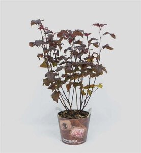 Physocarpus opulif. Lady in Red 40-50 cm cont. 3,0L - afbeelding 2