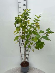 Physocarpus opulif. 'Luteus' 100-125 cm cont. 5,0L