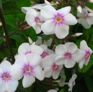 Phlox (M) 'Omega' geen maat specificatie 0,55L/P9cm