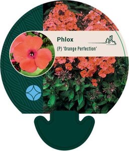 Phlox (P) 'Orange Perfection' geen maat specificatie 0,55L/P9cm - afbeelding 2