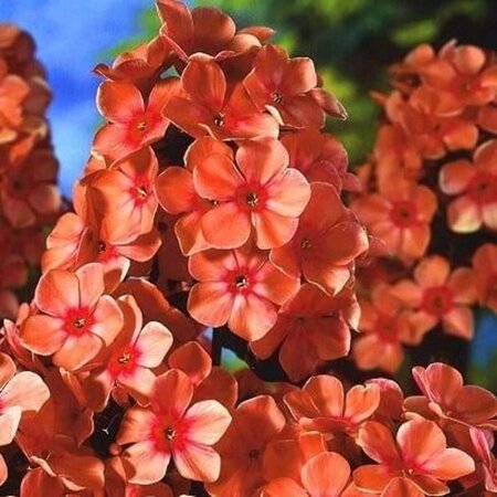 Phlox (P) 'Orange Perfection' geen maat specificatie 0,55L/P9cm - afbeelding 1