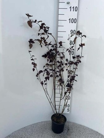 Physocarpus opulif. 'Red Baron' 60-80 cm cont. 2,0L - afbeelding 2