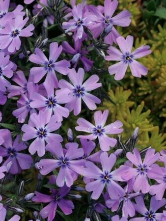 Phlox (S) 'Purple Beauty' geen maat specificatie 0,55L/P9cm - afbeelding 1