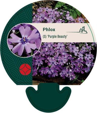 Phlox (S) 'Purple Beauty' geen maat specificatie 0,55L/P9cm - afbeelding 6