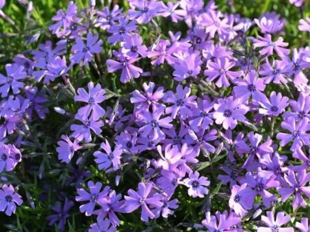 Phlox (S) 'Purple Beauty' geen maat specificatie 0,55L/P9cm - afbeelding 2