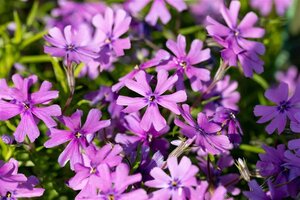 Phlox (S) 'Purple Beauty' geen maat specificatie 0,55L/P9cm - afbeelding 3