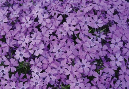 Phlox (S) 'Purple Beauty' geen maat specificatie 0,55L/P9cm - afbeelding 5