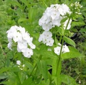 Phlox (P) 'Rembrandt' geen maat specificatie 0,55L/P9cm - afbeelding 2