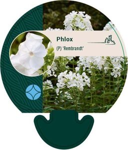 Phlox (P) 'Rembrandt' geen maat specificatie 0,55L/P9cm - afbeelding 1