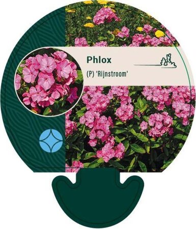 Phlox (P) 'Rijnstroom' geen maat specificatie 0,55L/P9cm