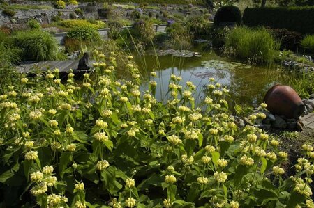 Phlomis russeliana geen maat specificatie 0,55L/P9cm - afbeelding 1