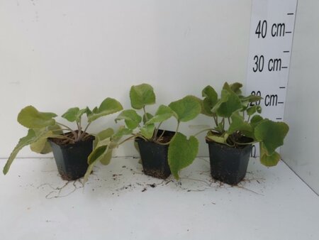 Phlomis russeliana geen maat specificatie 0,55L/P9cm - afbeelding 2