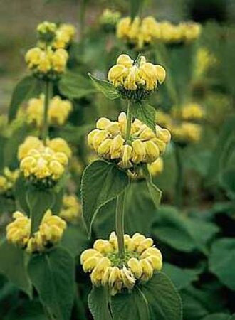 Phlomis russeliana geen maat specificatie 0,55L/P9cm - afbeelding 13