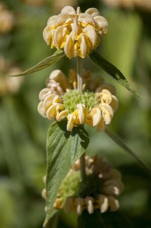 Phlomis russeliana geen maat specificatie 0,55L/P9cm - afbeelding 12