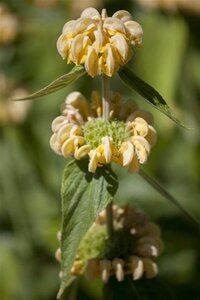 Phlomis russeliana geen maat specificatie 0,55L/P9cm - afbeelding 12