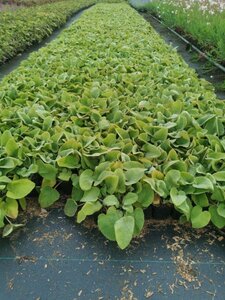 Phlomis russeliana geen maat specificatie 0,55L/P9cm - afbeelding 14