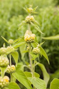 Phlomis russeliana geen maat specificatie 0,55L/P9cm - afbeelding 11