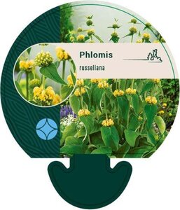 Phlomis russeliana geen maat specificatie 0,55L/P9cm - afbeelding 8