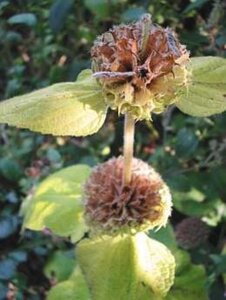 Phlomis russeliana geen maat specificatie 0,55L/P9cm - afbeelding 10