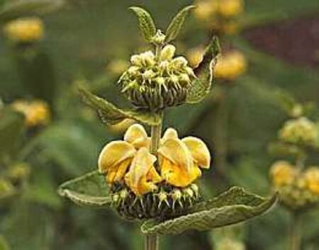 Phlomis russeliana geen maat specificatie 0,55L/P9cm - afbeelding 9