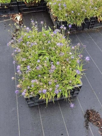 Phyteuma scheuchzeri geen maat specificatie 0,55L/P9cm - afbeelding 2